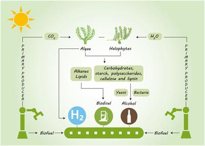Potential use of saline resources for biofuel production using halophytes and marine algae: prospects and pitfalls